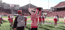 Wisconsin Badgers Bucky GIF by uwmadison