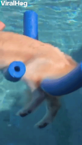 Using Pool Noodles to Keep Golden Floating