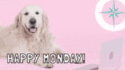 Happy Monday GIF by Omlie Consulting