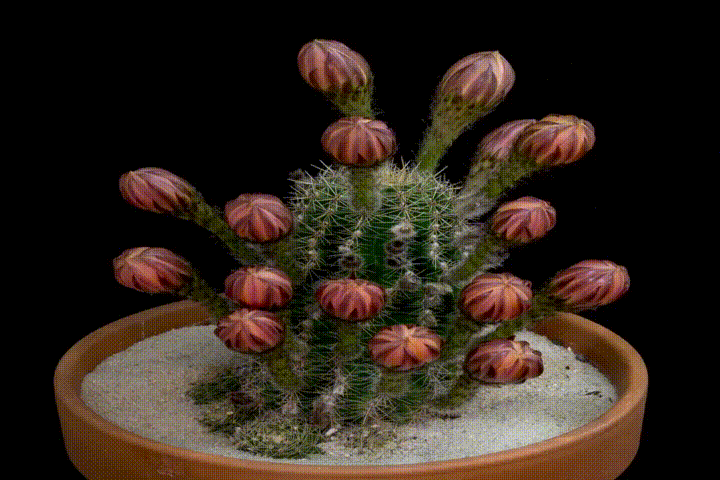 cactus blooms GIF
