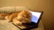 cute cats GIF