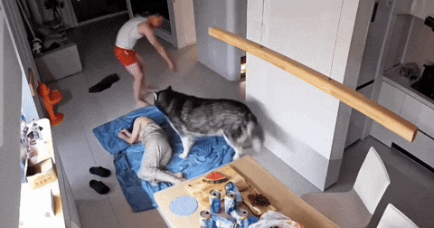 cuteanimalland giphyupload GIF