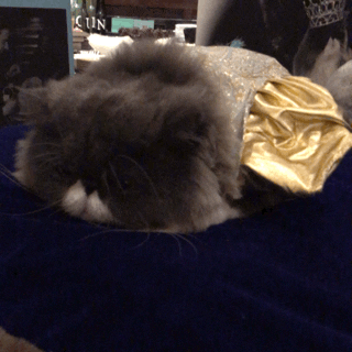 cat costumes GIF by Jess