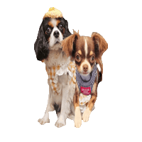 Cavalierkingcharlesspaniel Sticker