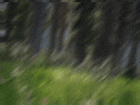 Niche GIF