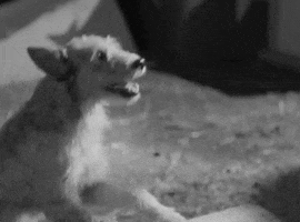 classic film oshaughnessys boy GIF by Warner Archive