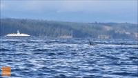 Killer Whale Attacks Sea Lion Near Hornby Island