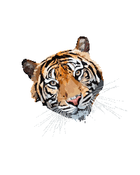 Tiger Sticker