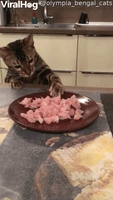 Kitty Stealing Some Dinner Sends Plate Flying