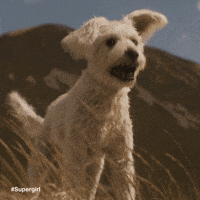 Dog Supergirl GIF by DC