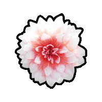 Flower Sticker by Sara K