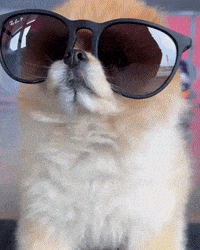 Amg Gt Pomeranian GIF