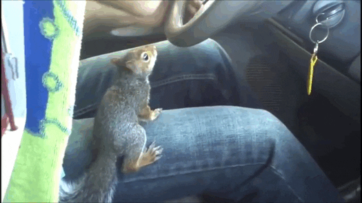 car squirrel GIF