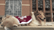 tired texas am GIF by Texas A&M University