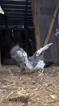 Guinea Fowl GIF by Buck Hills Farm