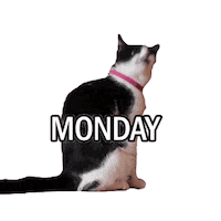 Cat No Sticker