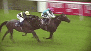 sir henry cecil champion GIF by World Horse Racing