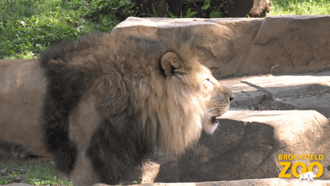 Roar Lions GIF by Brookfield Zoo
