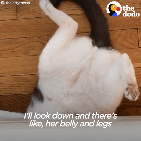 cat GIF by The Dodo