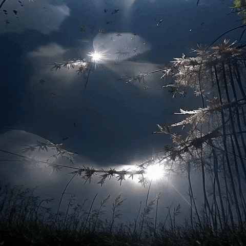 Bg Network GIF by Aleksey Efremov