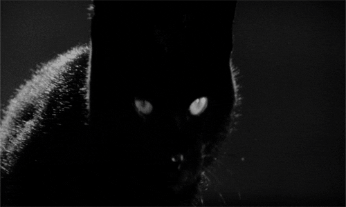 Black Cat GIF by Maudit