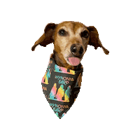 Tot Daschund Sticker by Geekster Pets