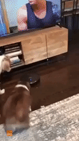 Three Puppers Cannot Get Enough of Self-Moving Vacuum