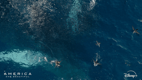 Water Eating GIF by Nat Geo Wild