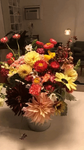 daniellefulawka giphyupload GIF