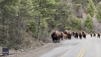 'Red Dog' Baby Bison Amaze Onlooker in Yellowstone