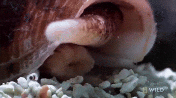 Cone Snail Worlds Deadliest GIF by Nat Geo Wild