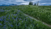 washington GIF