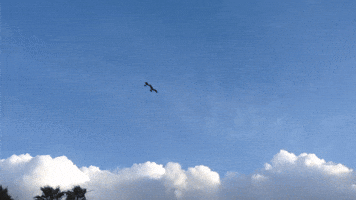 Seagulls Doing Seagull Stuff 