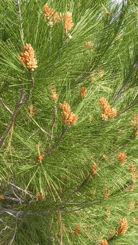 Simongip giphyupload GIF