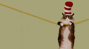 Hang In There Cat GIF by Nebraska Humane Society