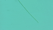 medprime microscope microscopy spirulina digital microscope GIF