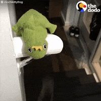 cat frog GIF by The Dodo