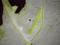 Garden Leaf GIF by Ansel Oommen