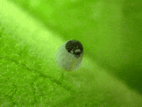 Hungry Time Lapse GIF by Ansel Oommen