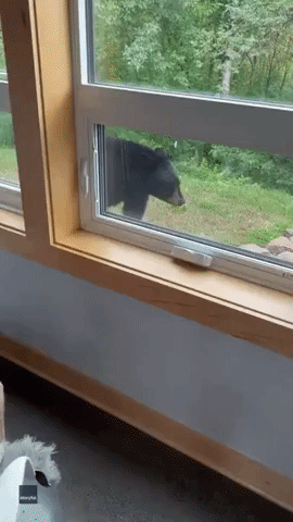Scrappy Schnauzer and Huge Black Bear Have Intense Face-Off at Minnesota Home