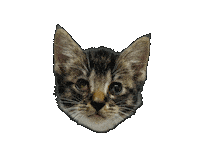 Cat Wagging Sticker by Marcel Katz / The Art Plug