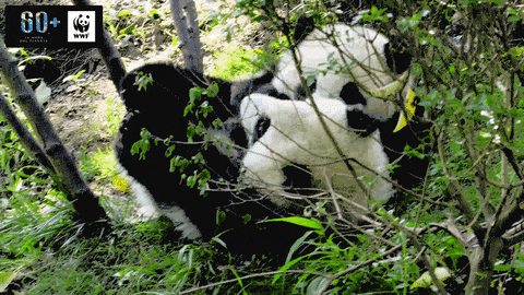 GIF by WWF España