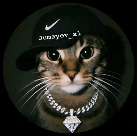 Cat Uzbek GIF