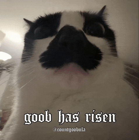 countgoobula cat funnycat catmeme tuxedocat GIF
