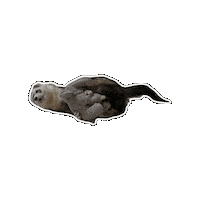 JUNG-YUEUN otter ferret 수달 페럿 Sticker