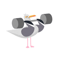 Herring Gull Bird Sticker by RSPB