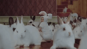 k-pop bunny GIF