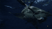 Attack Discovery GIF by Shark Week