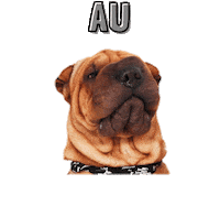 Dog Agencia Sticker by AgênciaHoly