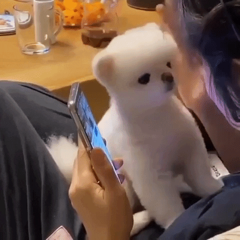 cuteanimalland giphyupload GIF